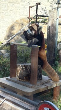 天王寺動物園に投稿された画像（2025/11/23）