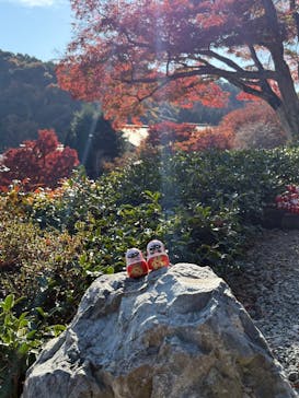 勝尾寺に投稿された画像（2025/11/23）