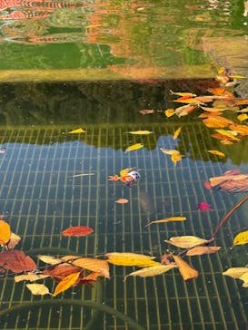 勝尾寺に投稿された画像（2025/11/23）