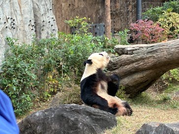 恩賜上野動物園に投稿された画像（2025/11/23）