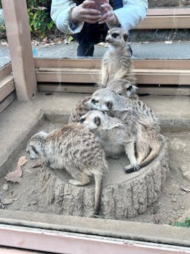 こども動物自然公園（埼玉県公園緑地協会）に投稿された画像（2025/11/23）