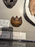 特別展「大絶滅展―生命史のビッグファイブ」に投稿された画像（2025/11/23）