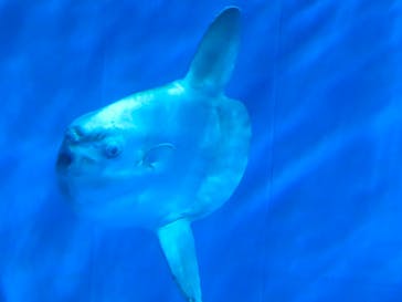 アクアワールド茨城県大洗水族館に投稿された画像（2025/11/23）