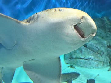 アクアワールド茨城県大洗水族館に投稿された画像（2025/11/23）