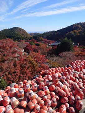 勝尾寺に投稿された画像（2025/11/23）