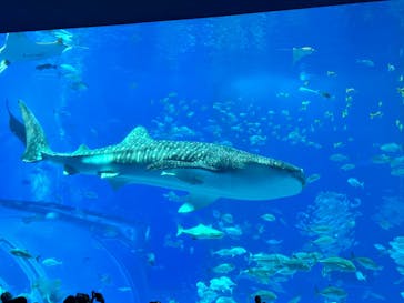 沖縄美ら海水族館に投稿された画像（2025/11/23）