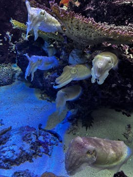 沖縄美ら海水族館に投稿された画像（2025/11/23）