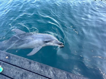 太地町立くじらの博物館に投稿された画像（2025/11/23）