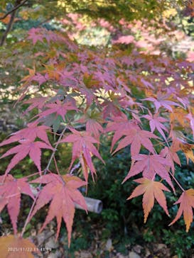 名古屋市東山動植物園に投稿された画像（2025/11/23）