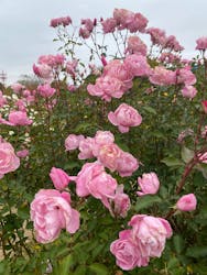 京成バラ園に投稿された画像（2025/11/23）