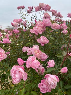 京成バラ園に投稿された画像（2025/11/23）