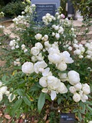 京成バラ園に投稿された画像（2025/11/23）