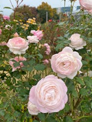 京成バラ園に投稿された画像（2025/11/23）