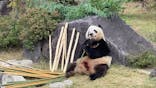 恩賜上野動物園に投稿された画像（2025/11/23）