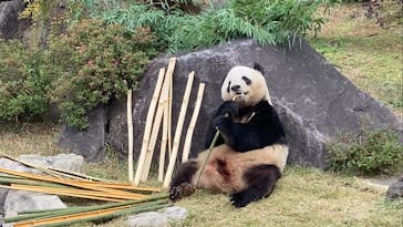 恩賜上野動物園に投稿された画像（2025/11/23）