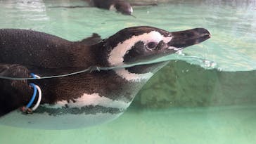 しながわ水族館に投稿された画像（2025/11/23）