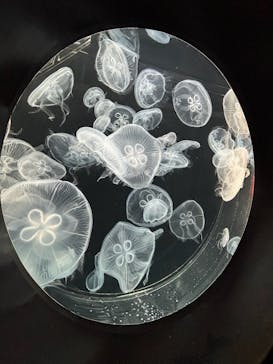 仙台うみの杜水族館に投稿された画像（2025/11/23）