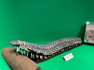 特別展「大絶滅展―生命史のビッグファイブ」に投稿された画像（2025/11/23）