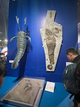 特別展「大絶滅展―生命史のビッグファイブ」に投稿された画像（2025/11/23）