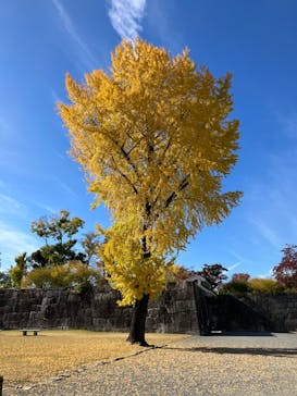 元離宮二条城に投稿された画像（2025/11/23）