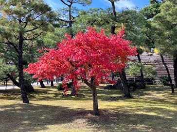 元離宮二条城に投稿された画像（2025/11/23）