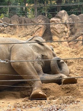 恩賜上野動物園に投稿された画像（2025/11/23）