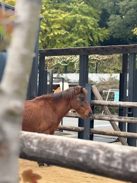恩賜上野動物園に投稿された画像（2025/11/23）