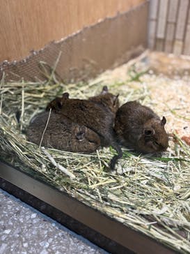 恩賜上野動物園に投稿された画像（2025/11/23）