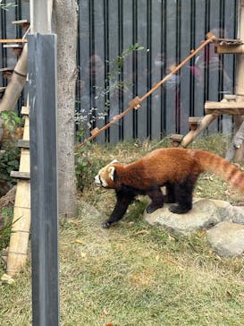 恩賜上野動物園に投稿された画像（2025/11/23）