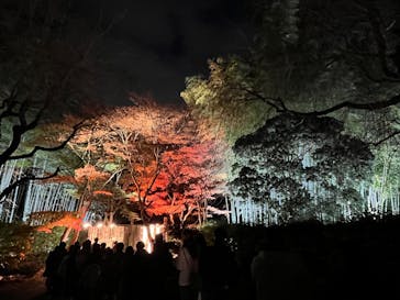 国営昭和記念公園 秋の夜散歩に投稿された画像（2025/11/23）