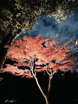 江戸東京たてもの園に投稿された画像（2025/11/23）