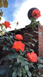 横浜イングリッシュガーデンに投稿された画像（2025/11/23）