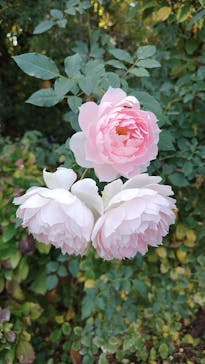 横浜イングリッシュガーデンに投稿された画像（2025/11/23）