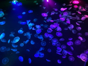 すみだ水族館に投稿された画像（2025/11/23）