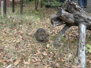 こども動物自然公園（埼玉県公園緑地協会）に投稿された画像（2025/11/23）