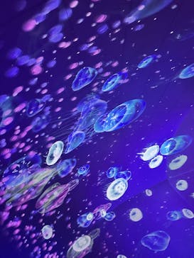 九十九島パールシーリゾートに投稿された画像（2025/11/23）