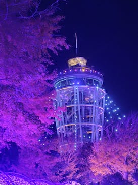 江の島シーキャンドルに投稿された画像（2025/11/23）