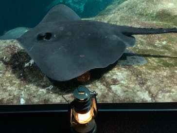 新江ノ島水族館に投稿された画像（2025/11/23）