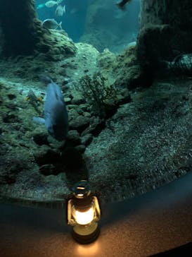 新江ノ島水族館に投稿された画像（2025/11/23）