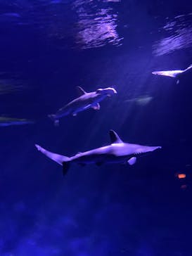 新江ノ島水族館に投稿された画像（2025/11/23）