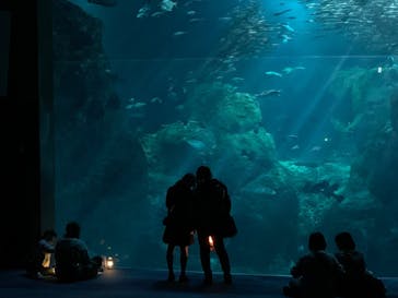 新江ノ島水族館に投稿された画像（2025/11/23）