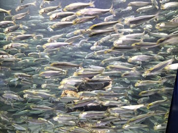 サンシャイン水族館に投稿された画像（2025/11/23）