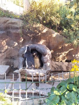 サンシャイン水族館に投稿された画像（2025/11/23）