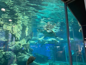 名古屋港水族館に投稿された画像（2025/11/23）