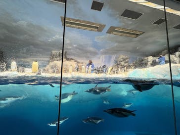 名古屋港水族館に投稿された画像（2025/11/23）