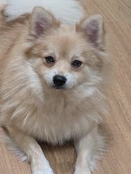 いぬカフェRio パークプレイス大分店に投稿された画像（2025/11/23）