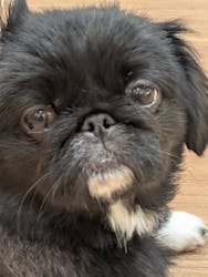 いぬカフェRio パークプレイス大分店に投稿された画像（2025/11/23）