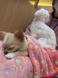 いぬカフェRio パークプレイス大分店に投稿された画像（2025/11/23）