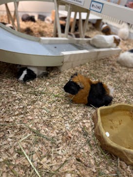 アニタッチみなとみらいに投稿された画像（2025/11/23）