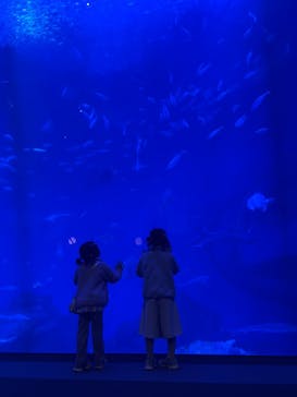 アクアワールド茨城県大洗水族館に投稿された画像（2025/11/23）